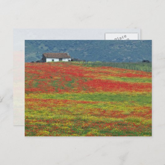 Velden van papaver nabij Cordoba, Andalusië fl Briefkaart (Voorkant / Achterkant)