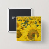 Velden van zonnebloemen vierkante button 5,1 cm (Voorkant /achterkant)
