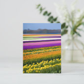 Velden vol Tulpen, Tulpen, bloemen, bloem Briefkaart (Staand voorkant)