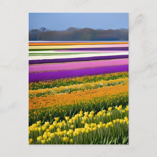 Velden vol Tulpen, Tulpen, bloemen, bloem Briefkaart (Voorkant)