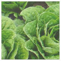 veldfotoweefsel van rotsla