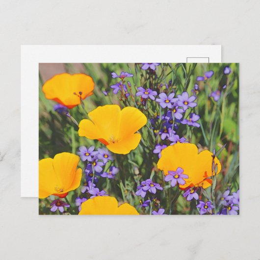 Veldgebied van lentevloeren briefkaart (Voorkant / Achterkant)