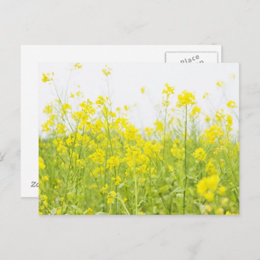 Veldmosterd 2 briefkaart (Voorkant / Achterkant)