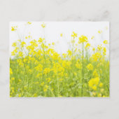 Veldmosterd 2 briefkaart (Voorkant)