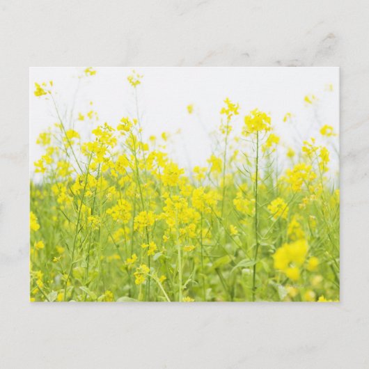 Veldmosterd 2 briefkaart (Voorkant)