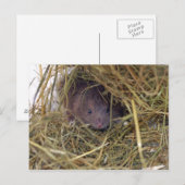 Veldmuis Briefkaart. Briefkaart (Voorkant / Achterkant)