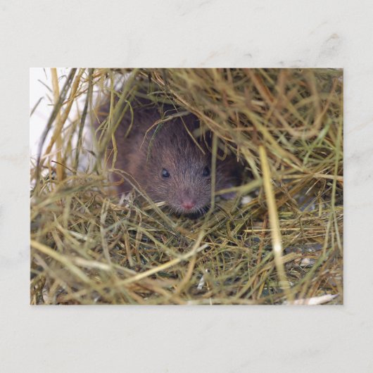 Veldmuis Briefkaart. Briefkaart (Voorkant)