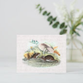  veldmuis met paddenstoelen Oude muizen met oprolm Briefkaart (Staand voorkant)
