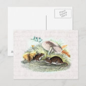  veldmuis met paddenstoelen Oude muizen met oprolm Briefkaart (Voorkant / Achterkant)