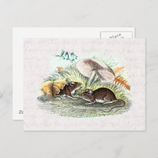 veldmuis met paddenstoelen Oude muizen met oprolm Briefkaart (Voorkant / Achterkant)