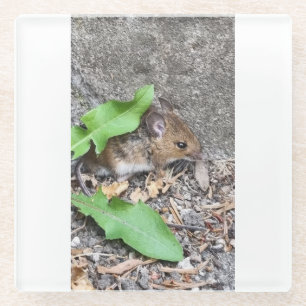 veldmuizencoaster glazen onderzetter