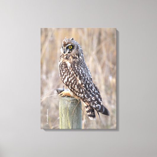 Veldooruil met Woelmuis Canvas Afdruk (Voorkant)
