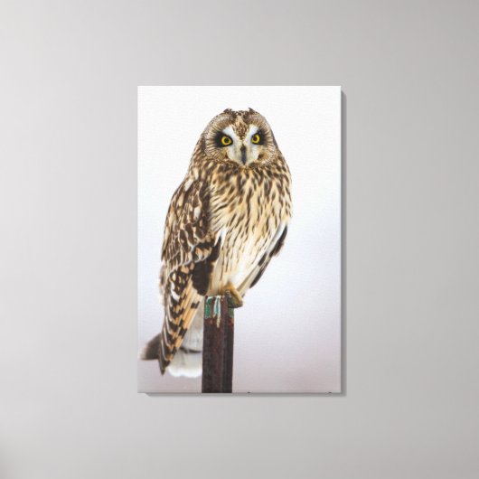 Veldooruil op hekpilaar canvas afdruk (Voorkant)