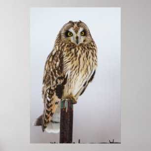 Veldooruil op hekpilaar poster