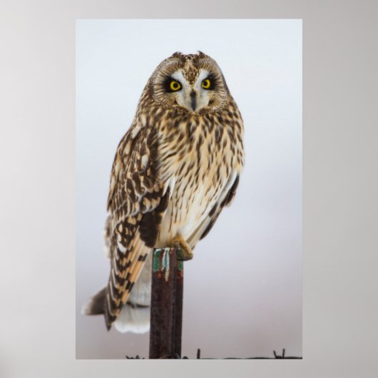 Veldooruil op hekpilaar poster (Voorkant)