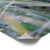 Veldooruil Poster (Hoek)