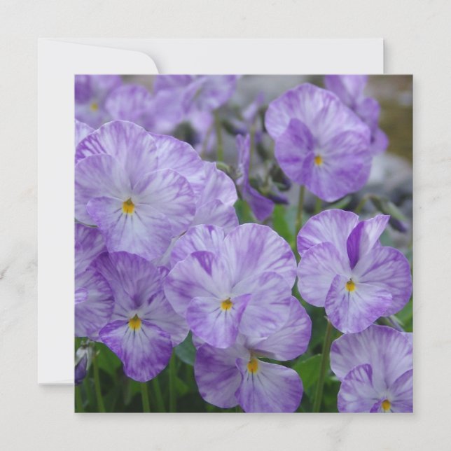 Veldpanelen (Voorkant)