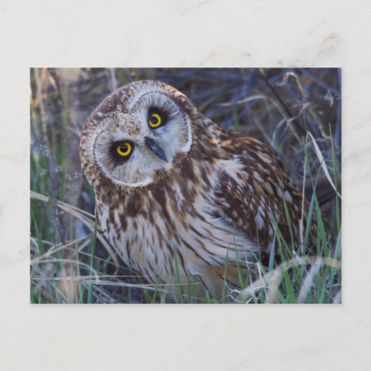 Velduil Briefkaart (Voorkant)