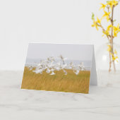 Vele Kaart van de Nota van Aigrettes Lege (Gele Bloem)