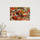 Vele koi carp multicolor poster (Keuken)