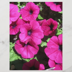 Vele Paarse Petunias
