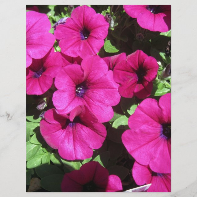 Vele Paarse Petunias (Voorkant)