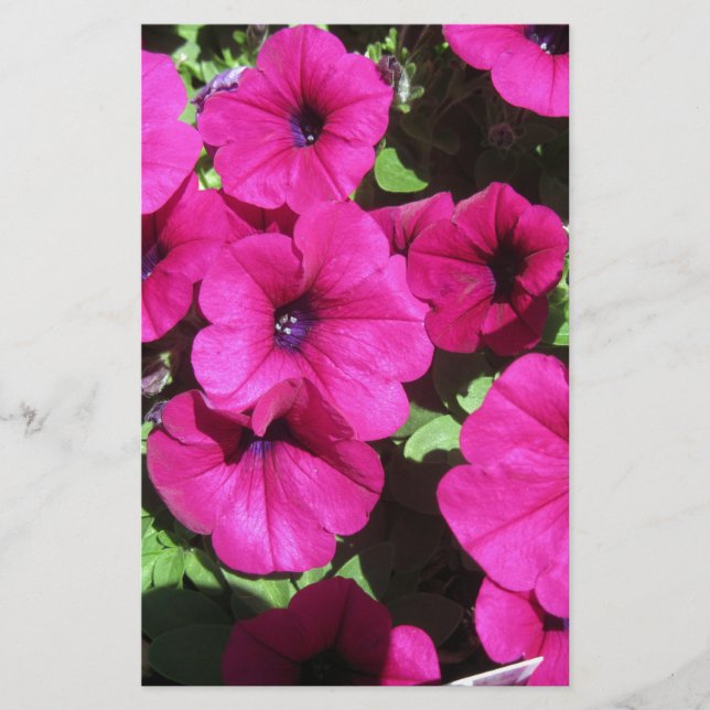Vele Paarse Petunias (Voorkant)