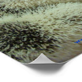 Vele pintos poster (Hoek)