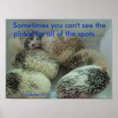 Vele pintos poster (Voorkant)