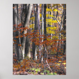 Vele Poster van Boomstammen