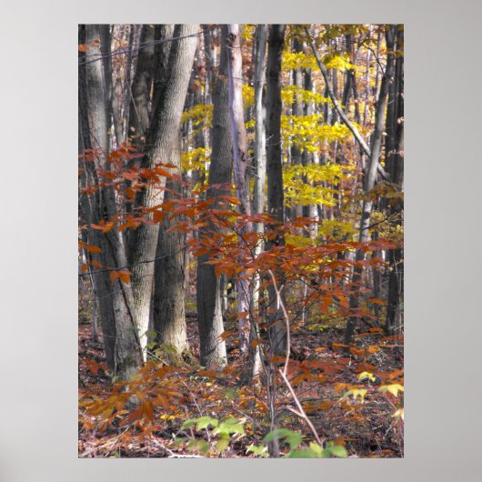 Vele Poster van Boomstammen (Voorkant)