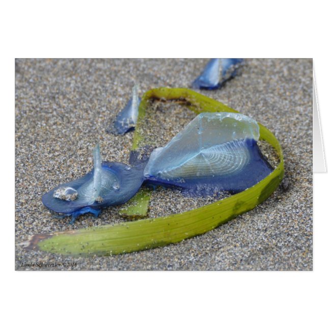 Velella Jellyfish (Voorkant Horizontaal)