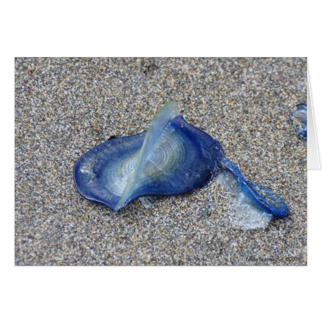 Velella Jellyfish (Voorkant Horizontaal)