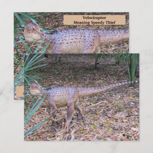 Velociraptor - Dinosaur - Leerkaart Briefkaart (Voorkant / Achterkant)