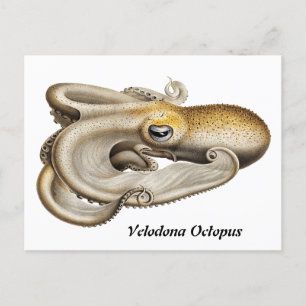 Velodona octopus (1898-1899) briefkaart