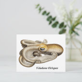 Velodona octopus (1898-1899) briefkaart (Staand voorkant)