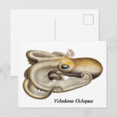 Velodona octopus (1898-1899) briefkaart (Voorkant / Achterkant)