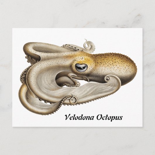 Velodona octopus (1898-1899) briefkaart (Voorkant)
