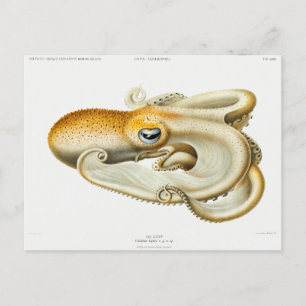 Velodona octopus door Carl Chun Briefkaart