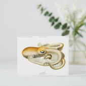 Velodona octopus door Carl Chun Briefkaart (Staand voorkant)