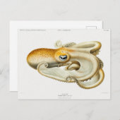 Velodona octopus door Carl Chun Briefkaart (Voorkant / Achterkant)