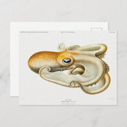 Velodona octopus door Carl Chun Briefkaart (Voorkant / Achterkant)