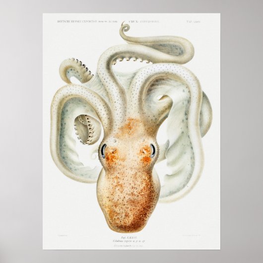 Velodona octopus door Carl Chun Poster (Voorkant)
