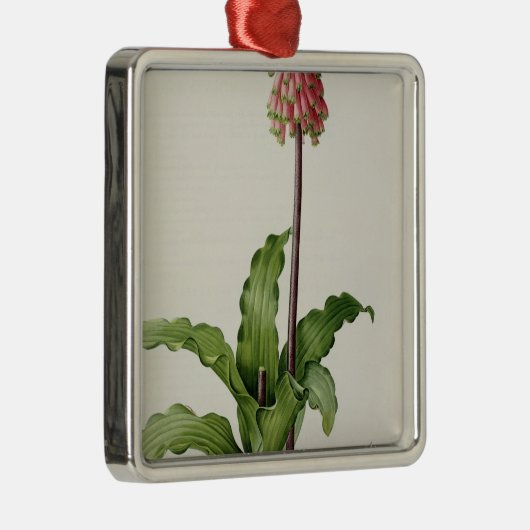 Veltheimia Capensis, uit "Les Liliacees", c.1805 Metalen Ornament (Rechts)