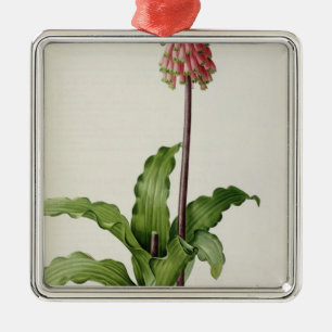 Veltheimia Capensis, uit "Les Liliacees", c.1805 Metalen Ornament