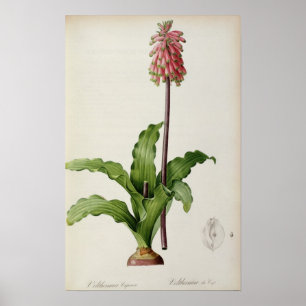 Veltheimia Capensis, uit "Les Liliacees", c.1805 Poster