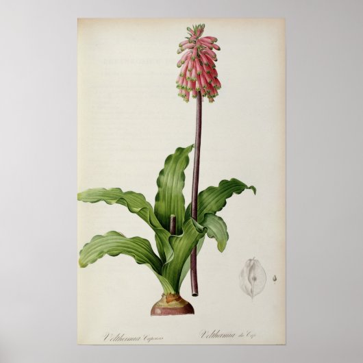 Veltheimia Capensis, uit "Les Liliacees", c.1805 Poster (Voorkant)