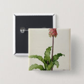 Veltheimia Capensis, uit "Les Liliacees", c.1805 Vierkante Button 5,1 Cm (Voorkant /achterkant)