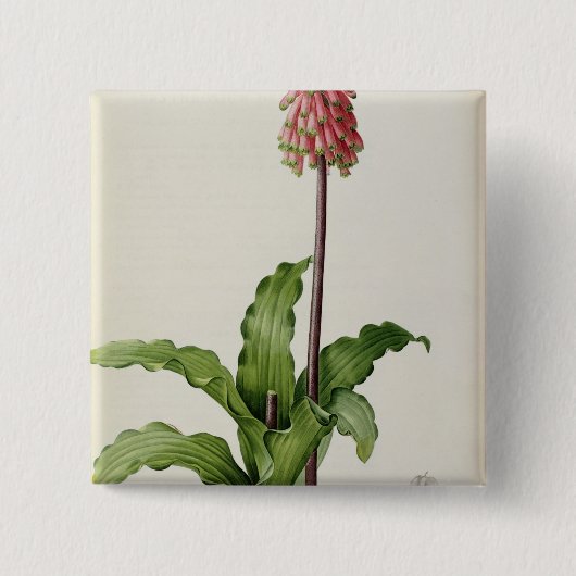Veltheimia Capensis, uit "Les Liliacees", c.1805 Vierkante Button 5,1 Cm (Voorkant)