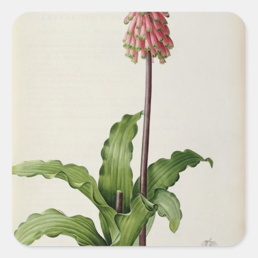 Veltheimia Capensis, uit "Les Liliacees", c.1805 Vierkante Sticker (Voorkant)